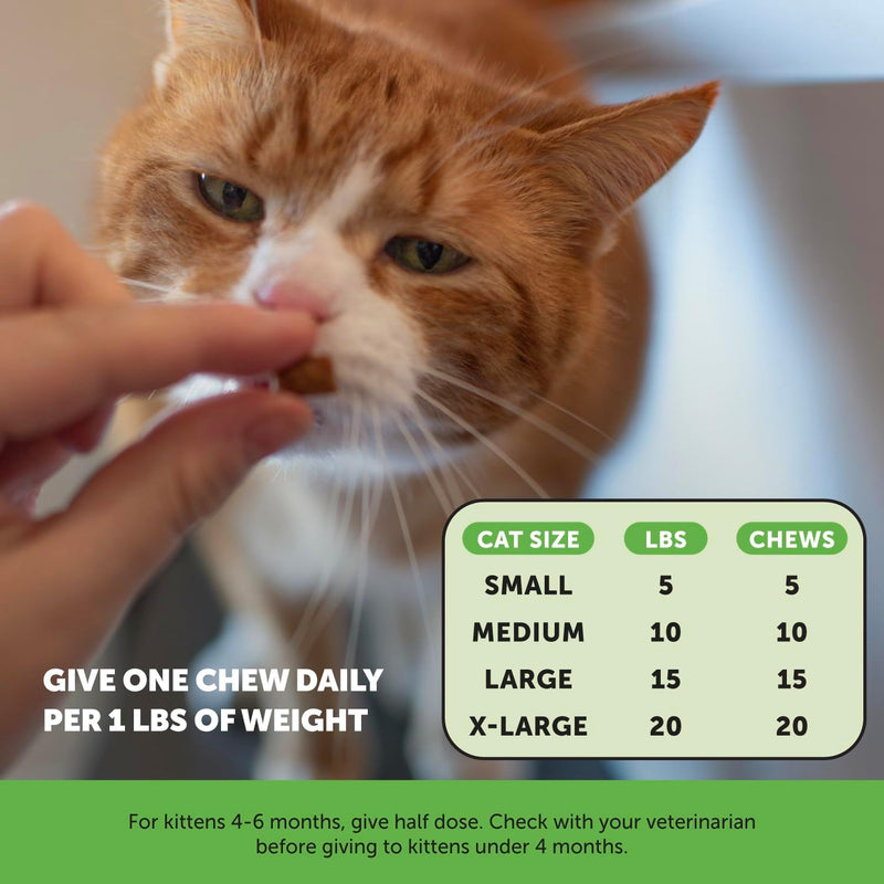 Pet Honesty Probiotics Gut & Immune Health Supplement For Cats - Chicken Flavor - 3.7 oz.