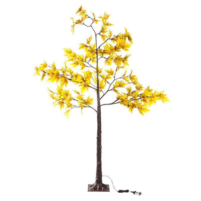 Plow & Hearth 6' Golden Sugar Maple Tree