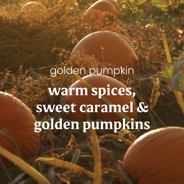 Yankee Candle Wax Melts 6-Packs - Golden Pumpkin