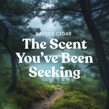 Yankee Candle Original Large Jar Candle - Bayside Cedar