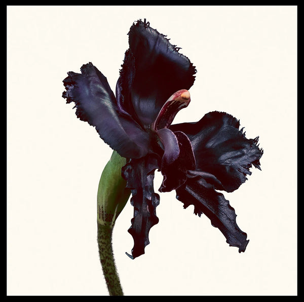 Tom Ford Black Orchid Reserve Parfum Spray - 3.4 oz.