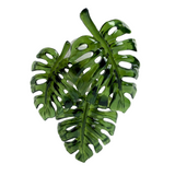 Bath & Body Works Wallflowers Fragrance Plug - Monstera Leaf