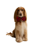 Barbour Tartan Dog Bow Tie