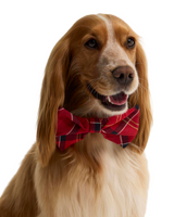 Barbour Tartan Dog Bow Tie