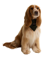 Barbour Wilkin Dog Bandana