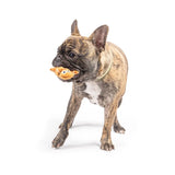 Huxley & Kent Tiny Tuff Ginger Snapped Dog Toy
