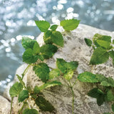 Dolce & Gabbana Light Blue Pour Homme Eau de Toilette Spray - 3.3 oz.