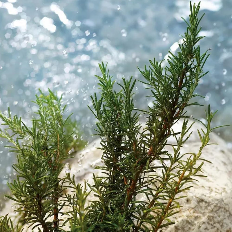 Dolce & Gabbana Light Blue Pour Homme Eau de Toilette Spray - 3.3 oz.