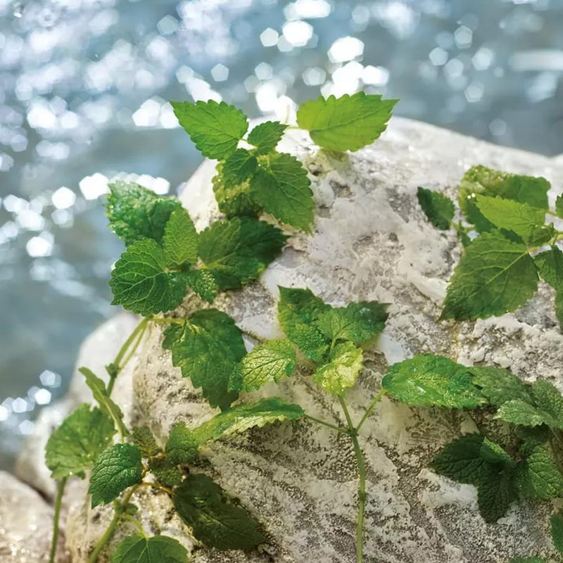 Dolce & Gabbana Light Blue Pour Homme Eau de Toilette Spray - 1.6 oz.