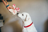 P.L.A.Y.  Holiday Classic Cheerful Candy Canes Dog Toy