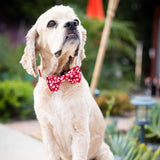 Huxley & Kent Snowflake Bow Tie - X-Large