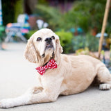 Huxley & Kent Snowflake Bow Tie - X-Large