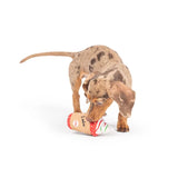 Huxley & Kent Tiny Tuff Latte My Way Dog Toy