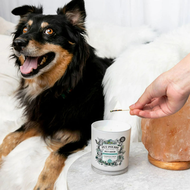 Pet~Pourri 2-in-1 Pet Odor Eliminating Pawsitively Fresh Candle - 7.5 oz.