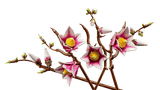LEGO Botanicals Magnolia Branches