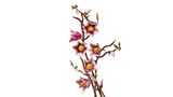 LEGO Botanicals Magnolia Branches