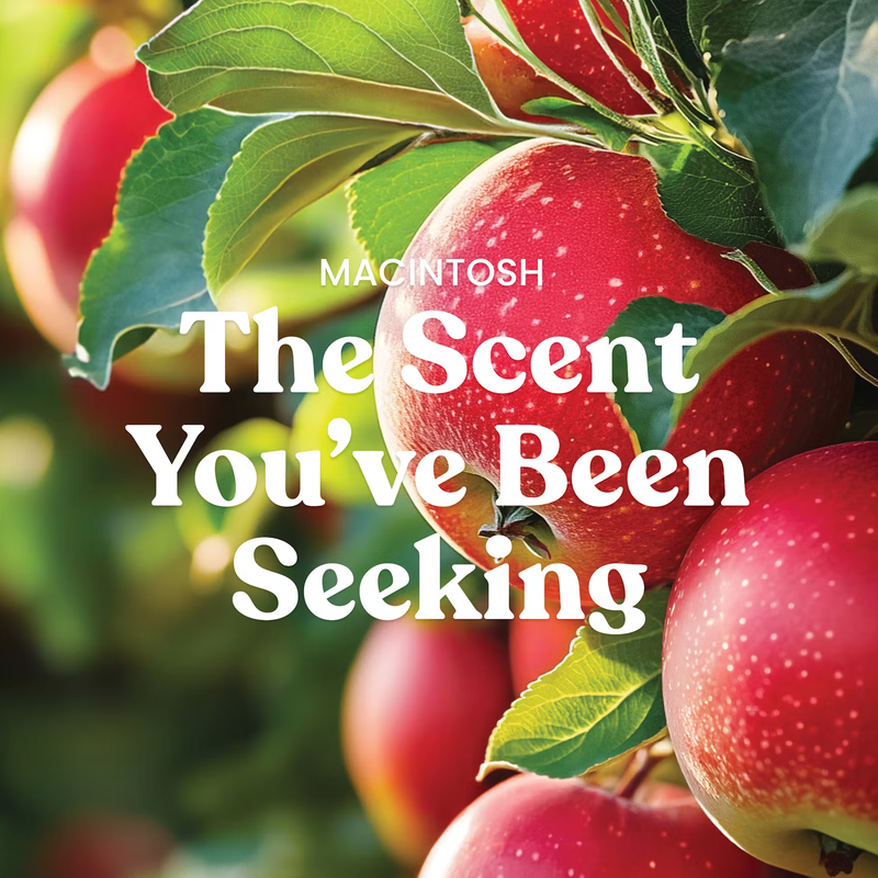 Yankee Candle Original Large Jar Candle - Macintosh