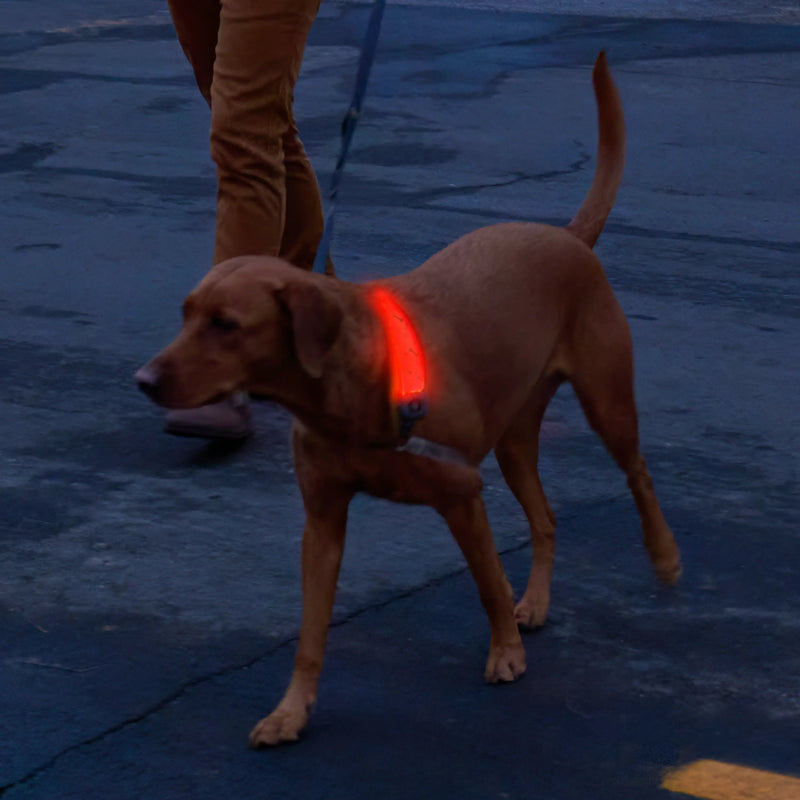 Nite Ize NiteDog Rechargeable LED Collar Cover - Disc-O Select