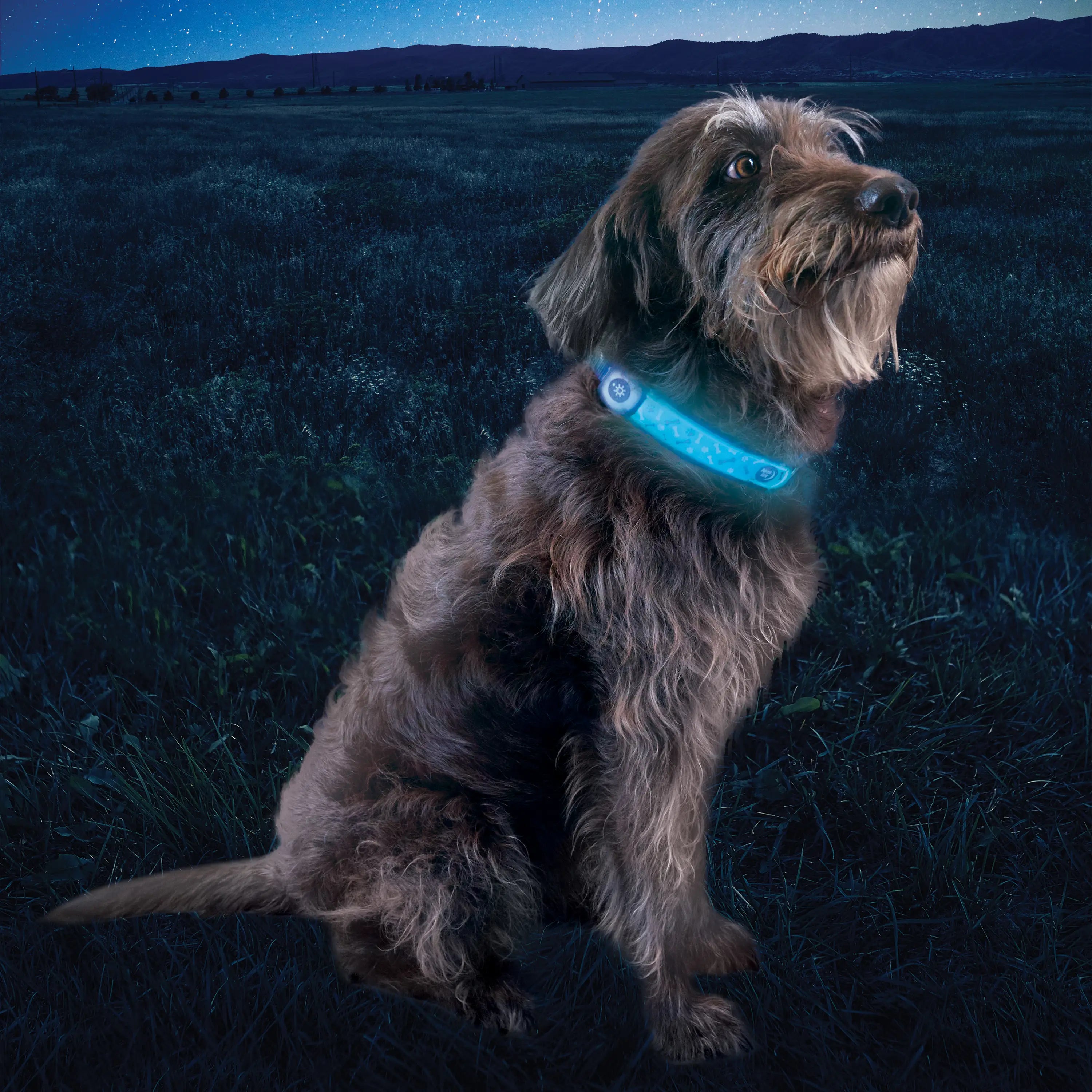 Nite Ize NiteDog Rechargeable LED Collar Cover - Disc-O Select