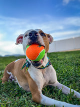 Spunky Pup Squeaky Tennis Balls - Medium - 3 Pack
