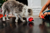 P.L.A.Y.’s Merry Woofmas Clumsy Claus Dog Toy