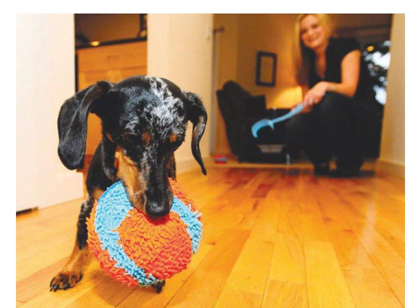 Chuckit! Indoor Ball Dog Toy – ShopCGX