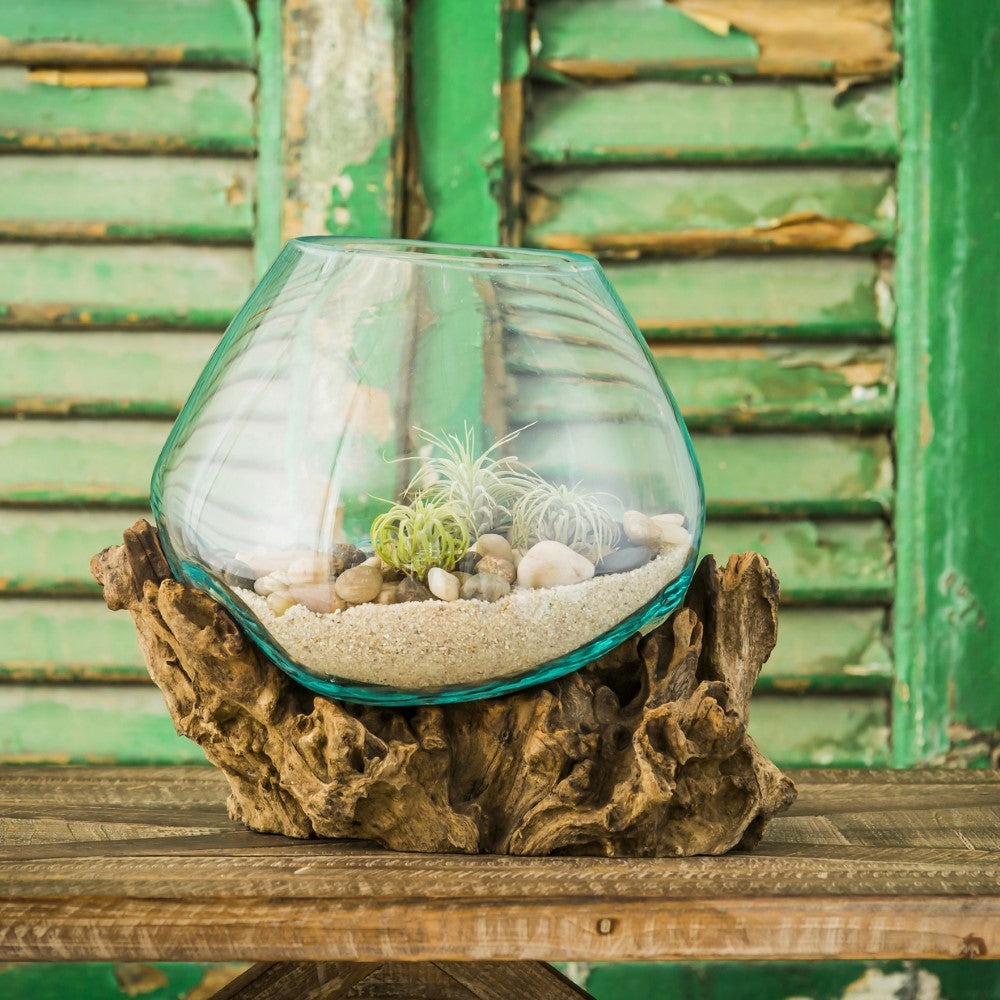 Evergreen Medium Glass Planter on Driftwood