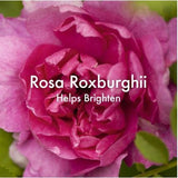 Origins Dr. Andrew Weil For Origins Mega-Bright Dark Spot Correcting Night Mask - 1.7 oz.