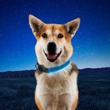 Nite Ize NiteDog Rechargeable LED Collar - Small